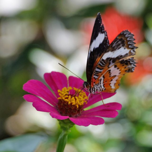 Bali – Les papillons