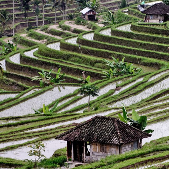 Bali – Les rizières