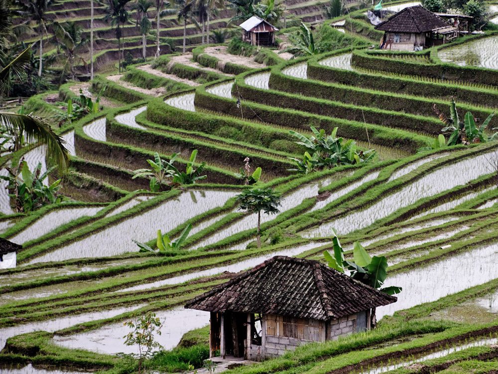 Bali – Les rizières
